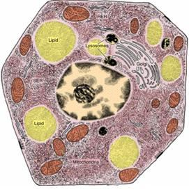 uptake decarboxilation DNES diffuse neuroendocrine system