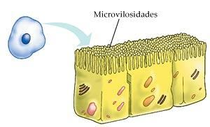 apical das células epiteliais com função de aumentar a superfície ou