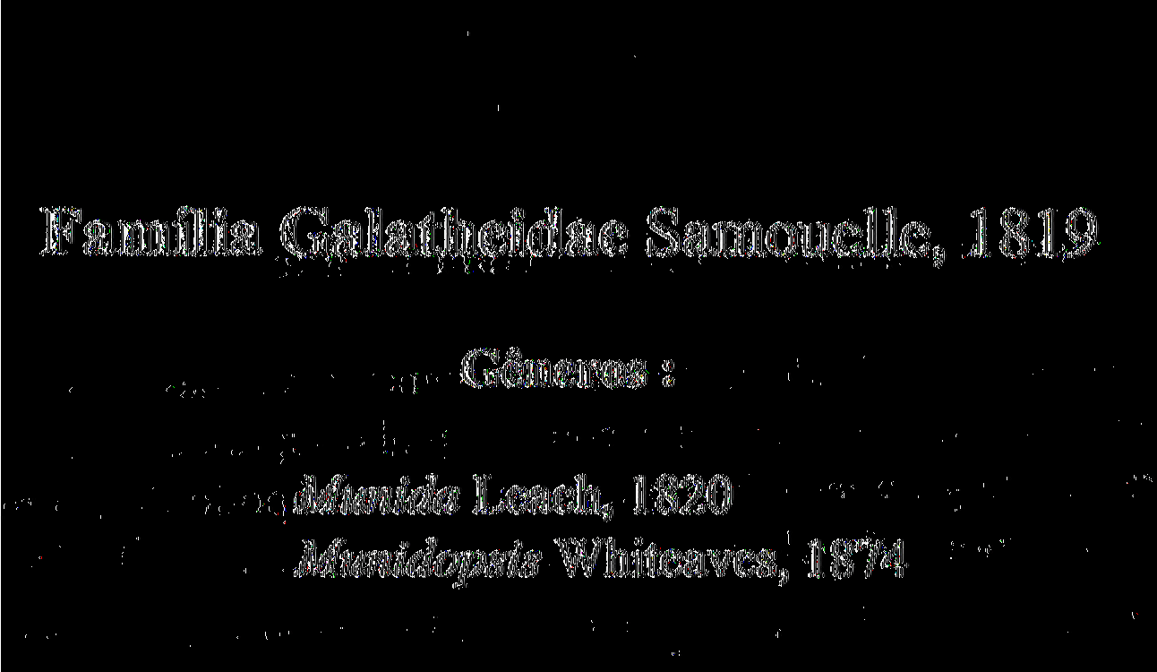 Família Galatheidae Samouelle, 1819 Gêneros: