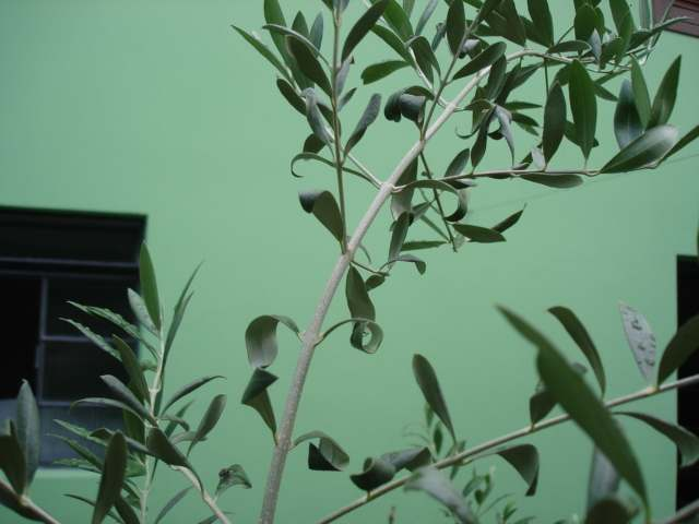 microscopia Folhas de oliveira com bordos