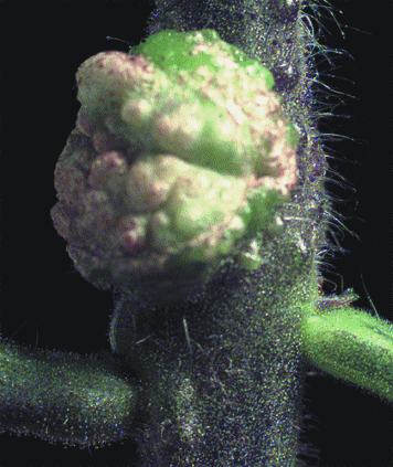 Citocininas Algumas bactérias patogénicas (ie.: Agrobaterium) induzem citocininas para influenciar o crescimento das plantas.