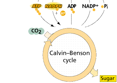 fixação de carbono (CO 2 ) (estroma) transformação de