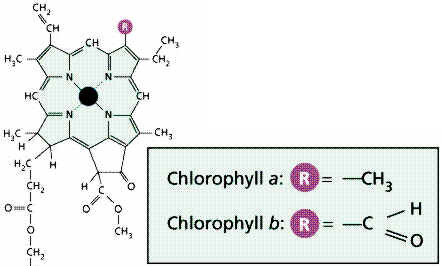 Pigmentos Fotossintéticos Mg anel porfirínico principais fotoreceptores da fotossíntese nas plantas coeficinete de extinção molar = 10 5 M -1 cm -1 Protoporfirina IX fitol