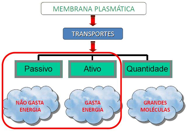 5 1) Transporte passivo DIFUSÃO SIMPLES: Movimento global de moléculas ou íons de uma região de maior para menor concentração até alcançar o equilíbrio.