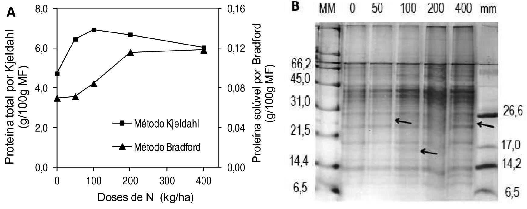 Concentração de proteína solúvel por Bradford revela diferenças no metabolismo de plantas.