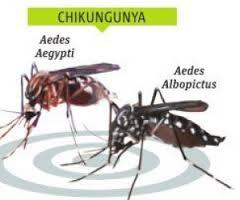 Trata-se de uma enfermidade emergente nas Américas causada pelo CHIKV é transmitida por mosquitos