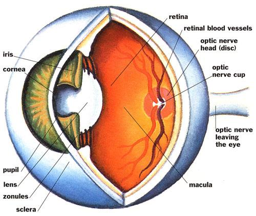 Olho Córnea: membrana dura e transparente que cobre a parte da rente do olho Cristalino: cápsula contendo um gel ibroso, duro no centro e mais mole no exterior, lente convergente de distância ocal