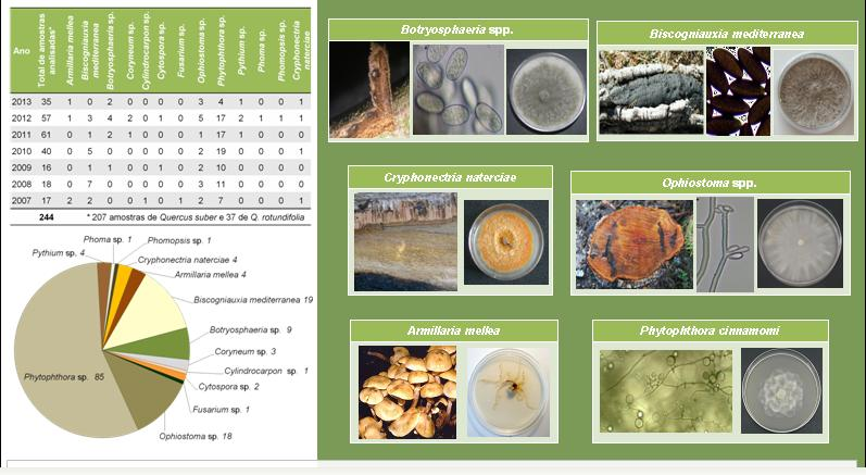Doenças do sobreiro serviço de consultas fitossanitárias in: Detecção de agentes potencialmente patogénicos em sobreiro e azinheira