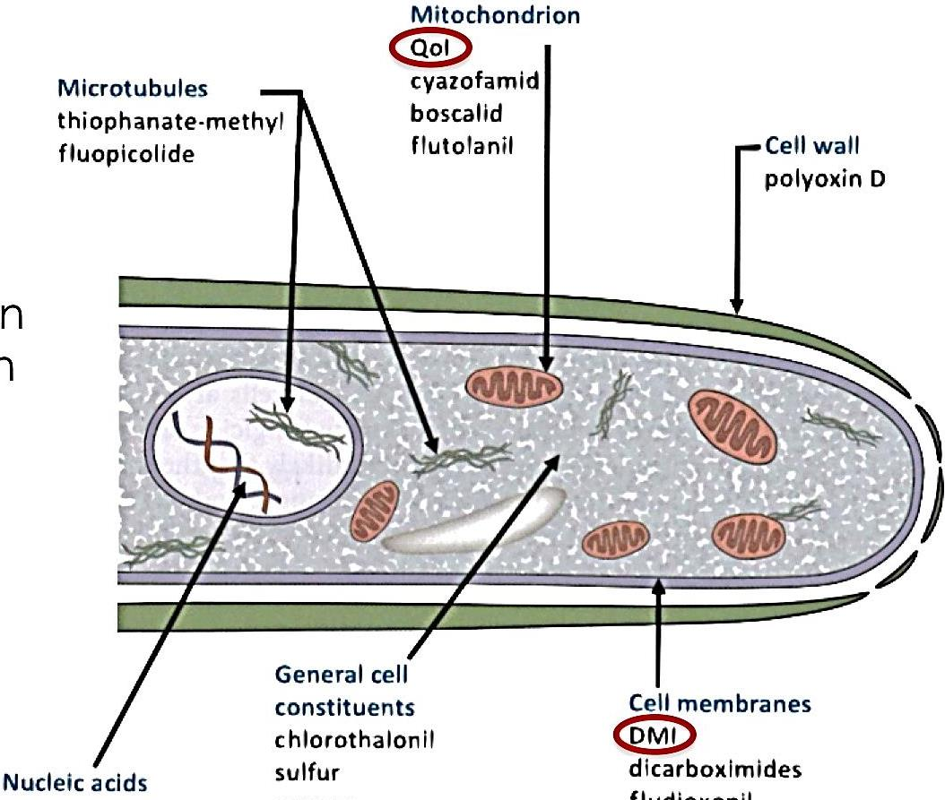 Modo Ação (Sistêmicos/Sítio-específicos) Atuam em poucos processos metabólicos vitais ao fungo. Benzimidazóis (MBC) - Thiabendazole,Carbendazim, Tiofanato Metilico.