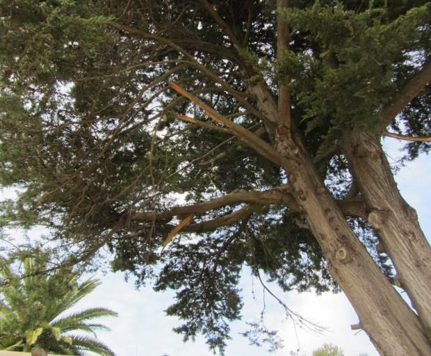 inclinação e bifurcação do tronco e alguns ramos partidos (Figs. 9 e 10). Fig. 9. Cupressus macrocarpa de grande beleza ornamental.