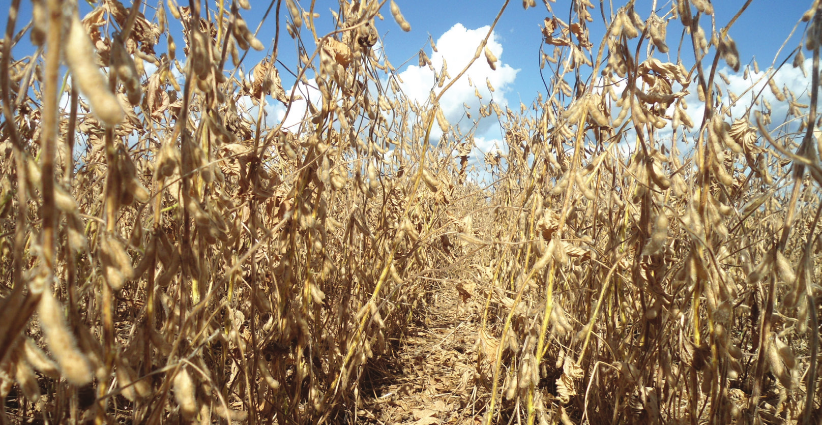 Características Agronômicas M6210 IPRO Precocidade com capacidade de engalhamento 501 403 Grupo de maturação: 6.