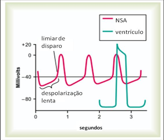 A atividade elétrica intrínseca das células especializadas ou automatismo é denominada de atividade ou potencial marcapasso, sendo que o centro gerador da atividade marcapasso é o nódulo sino atrial