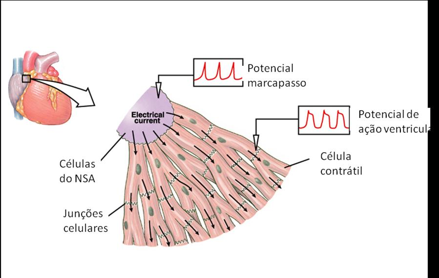 B Figura 3 (A) Representação gráfica de potencial marcapasso no nódulo sinoatrial (NSA) e de potencial de ação no músculo do ventrículo.