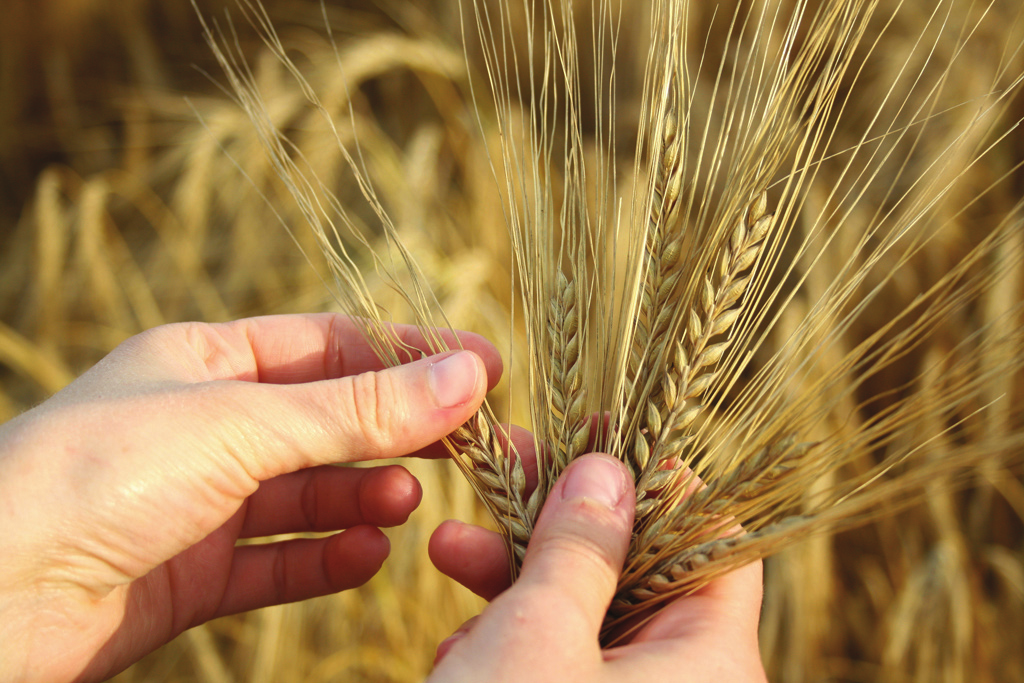 Para os solos distróficos, a limitação de fertilidade deve ser superada com práticas intensas de conservação do solo, para evitar perdas de fertilizantes e corretivos Corretivos por erosão.