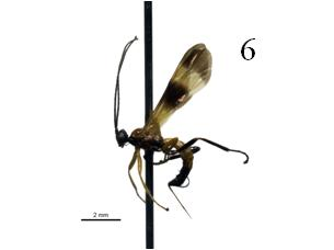128 Figura 6 Ichneumonidae I Nota: