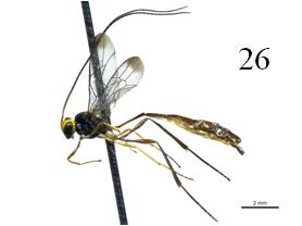 131 Figura 9 Ichneumonidae