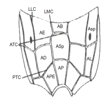 34 Figura 6 Terminologia do propódeo de Ichneumonidae, modificado de Gauld (1991), vista dorsal Nota: AB= área basal; AD= área dentípara; AE= área externa; AL= área lateral; AP= área peciolar; APE=