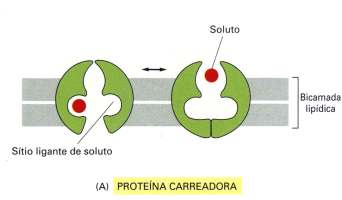 Proteína carreadora: liga especificamente à molécula a ser transportada, tornando o