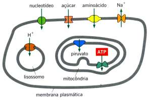 Proteína canal: discrimina a molécula a ser transportada principalmente com base na carga
