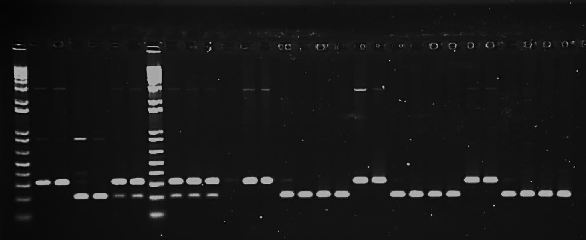 3 RESULTADOS E DISCUSSÃO A análise via PCR utilizando o marcador para pungência foi eficiente para detectar um único indivíduo contaminante dentro dos bulks de DNA extraídos, formados por 15