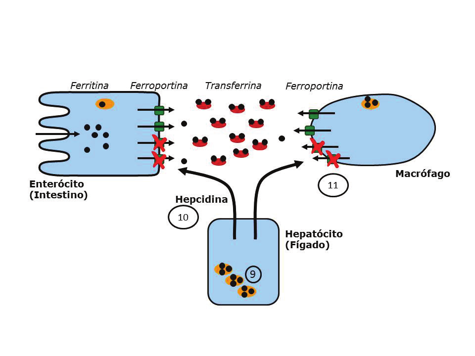portas de entrada do ferro na corrente sanguínea.