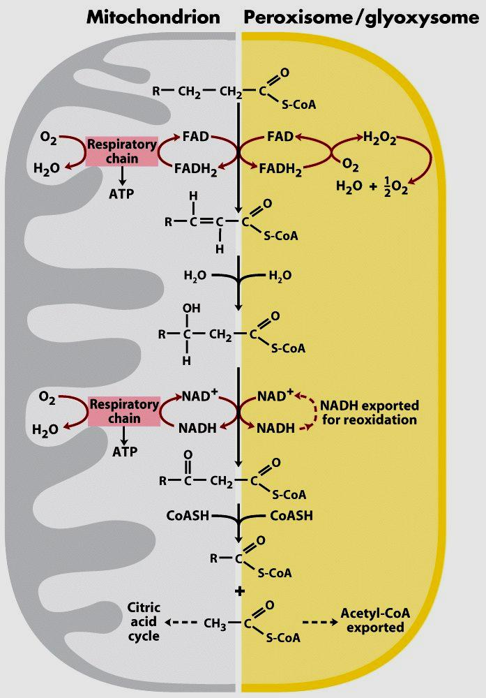 As duas vias usam intermediários derivados da CoA e ocorrem em 4 passos Nos vegetais o FADH 2 passa os elétrons diretamente para o O 2 e produz peróxido de hidrogênio este é