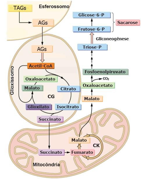 Ciclo do Glioxilato Processo importante em vegetais (sementes) Não ocorre nos animais Três