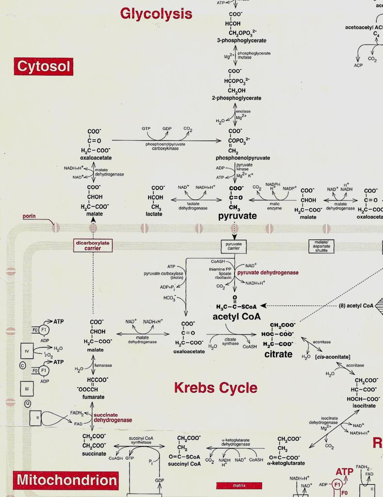 Exporta succinato para a mitocôndria Através do ciclo de Krebs ocorre a formação de Malato