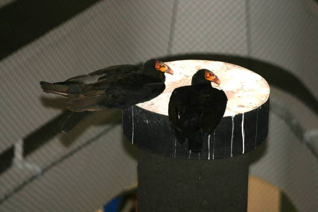 As aves que ficam na torre apóiam-se usando o peito boa parte do tempo,