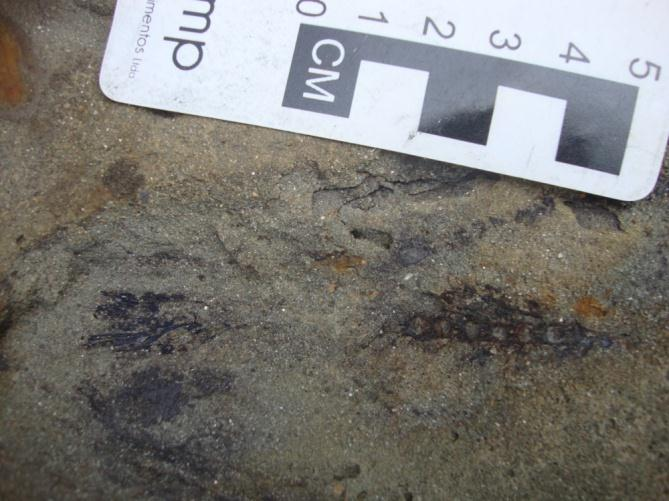 Figura 4.6: Fóssil imerso em arenito. Fotografia em planta. Figura 4.7: Fragmentos de carvão em folhelhos. Fotografia em perfil. 4.2.