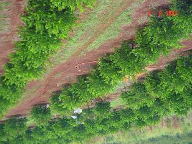 PROPOSTAS DE METODOLOGIA PADRÃO Kc - planta isolada Proposta 03: Uso de lisimetro do tamanho do espacamento da cultura (lisimetro gigante) irrigado em area total, onde todo o consumo do