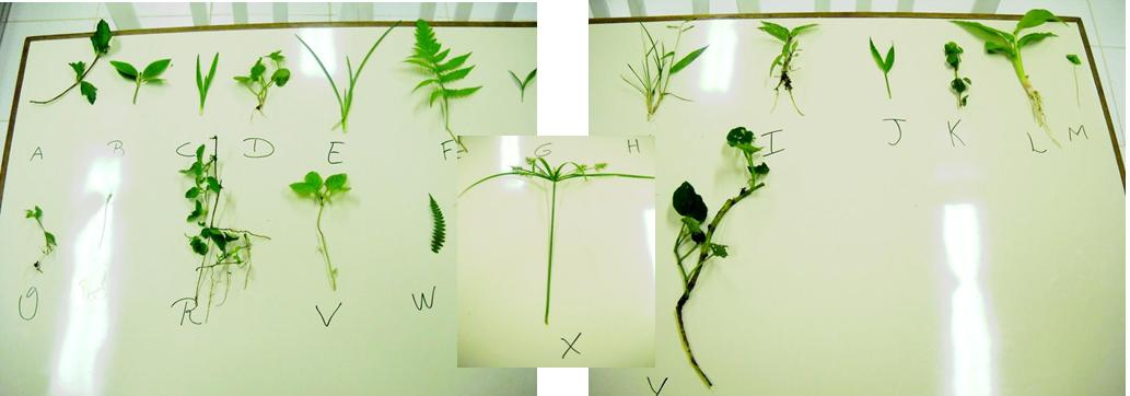 O trabalho de campo leva um dia, e os dados são analisados em sala de aula, posteriormente. A Figura 3 mostra a as plantas encontradas.