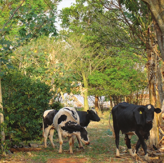 Sistemas silvipastoris sob bases agroecológicas e a produção animal tando a obtenção de maiores produtividades de leite ou carne.