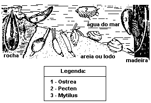 (UFSC) Os moluscos constituem um grupo muito bem sucedido na natureza.