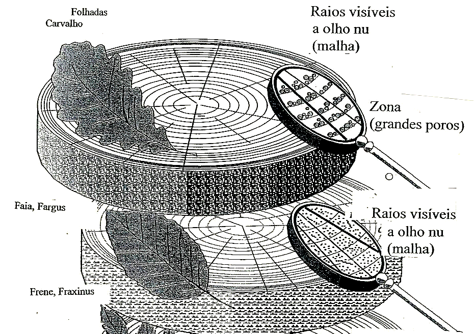 63 Figura 20- Descrição macroscópica das essências mais utilizadas em dendrocronologia. (Modificado de Lambert, 2005).