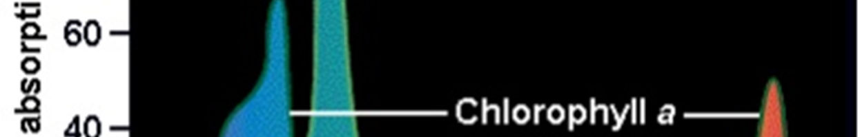 Os pigmentos relacionados à fotossíntese são as clorofilas e os carotenóides.