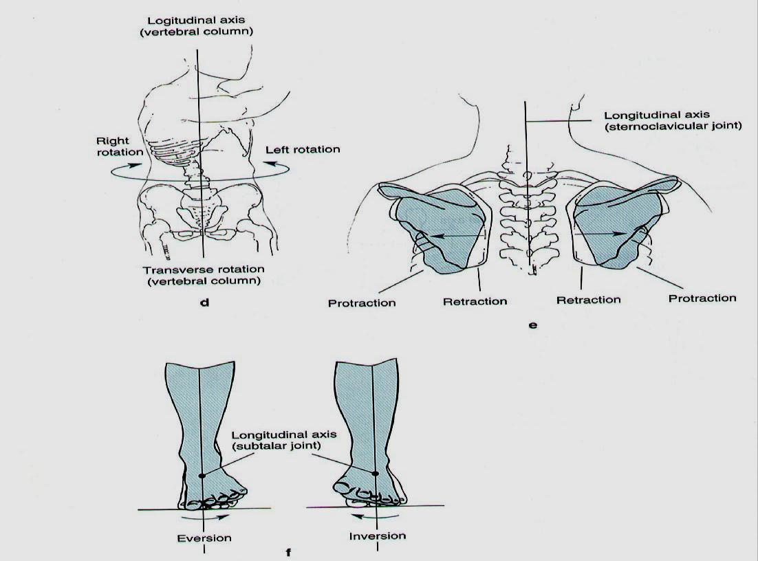Movimentos específicos Articulação do tornozelo e pé Eversão: Virar a planta do pé para fora ou lateralmente, no plano frontal.