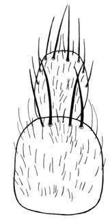 esternitos abdominais, vista ventral; (79)