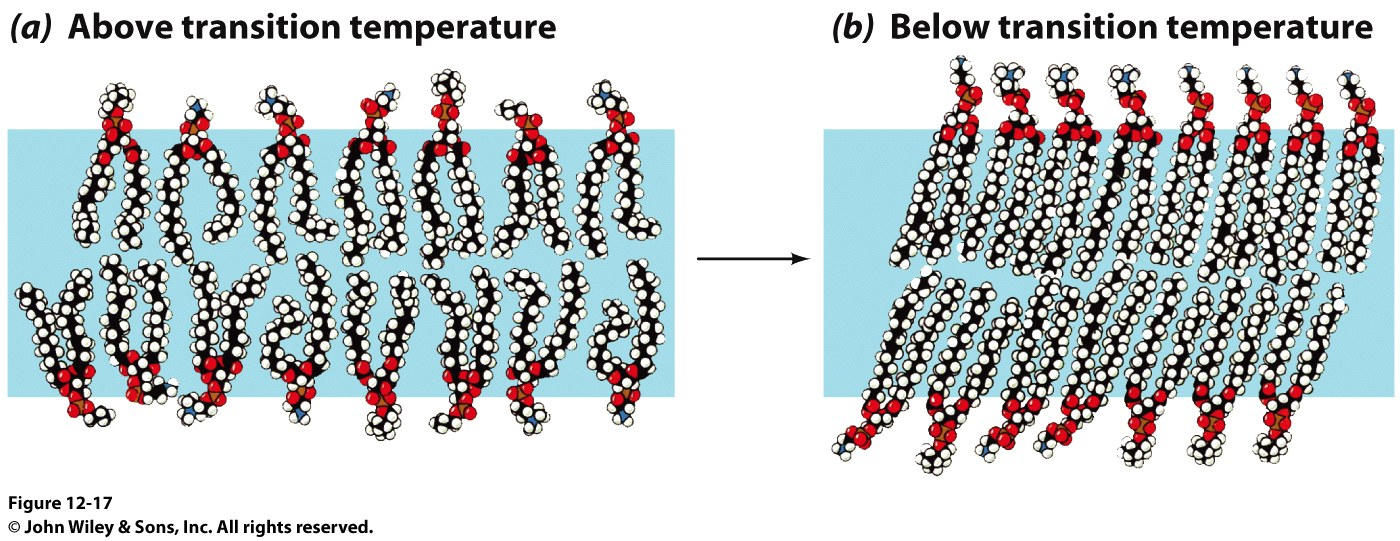 A fluidez da bicamada lipídica varia com a temperatura A temperatura de transição depende da composição da