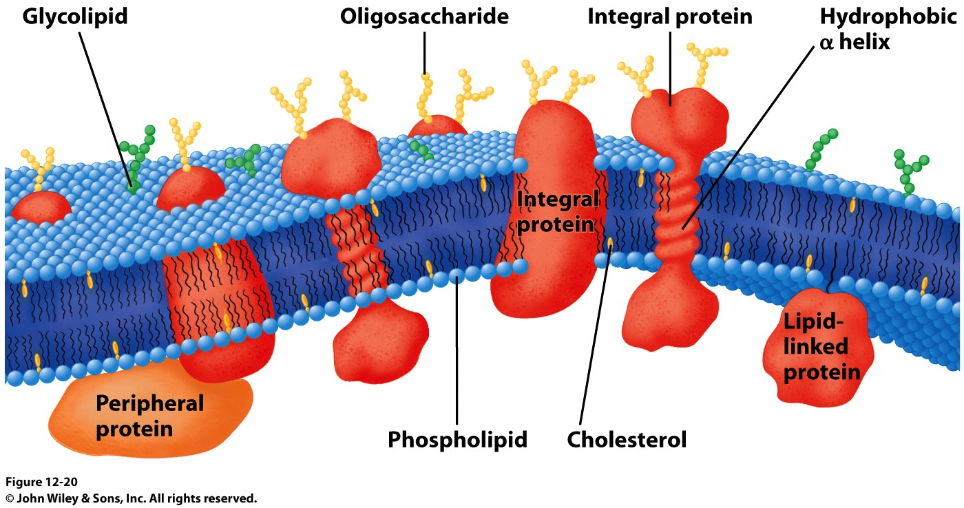 Membranas Biológicas: composição As membranas