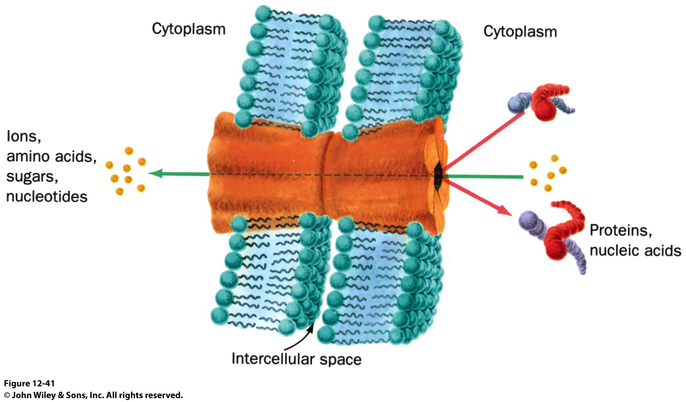 Membranas Biológicas: Junção