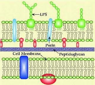 Caracterização do género Salmonella O LPS é uma molécula composta por