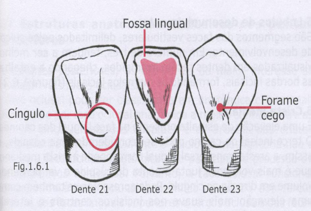 dentes Cíngulo (esporão): Cíngulo dentes Fossa lingual Saliência no 1/3 cervical da face lingual dos dentes ; Pode ser sulcado ou dividido.