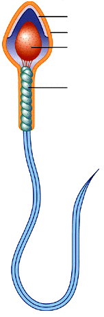 Espermatozóide Acrossoma 1 Cabeça 2 Núcleo 3 Peça 4 intermédia Cada espermatozóide é constituído por 3 zonas: - Cabeça - Peça