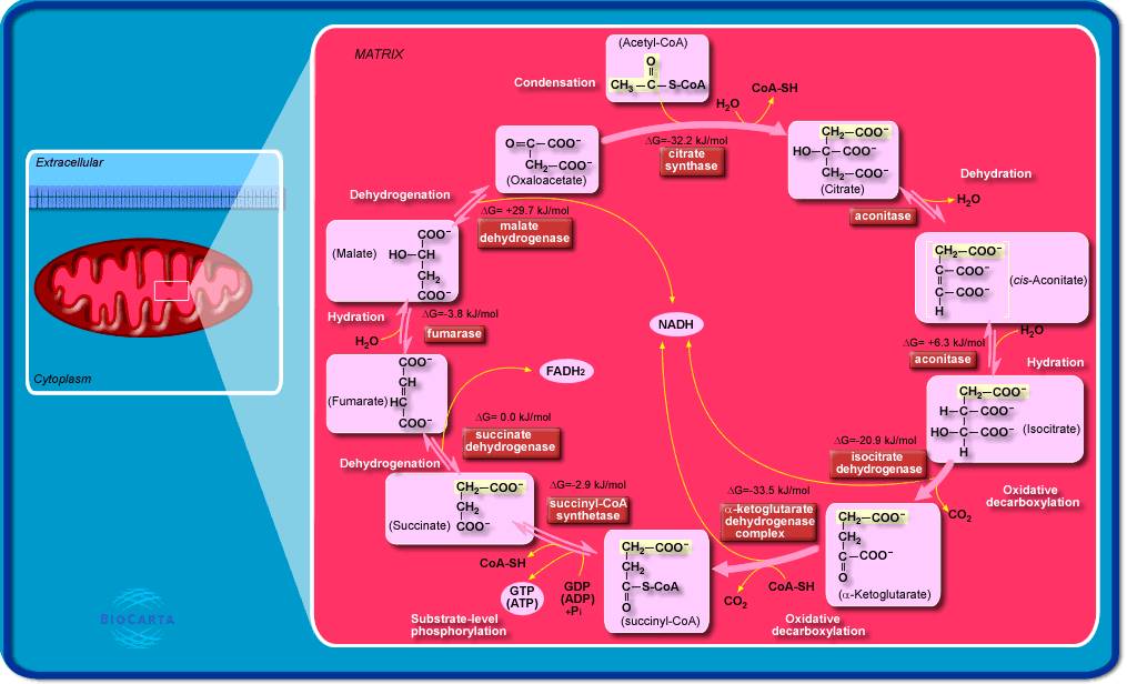 Mentor: Hans Adolf Krebs (1953) Local: matriz mitocondrial Procedimento: Piruvato acetil : liberação de CO 2 e H. Acetil Acetil-coenzima A (acetil-coa) : entra no ciclo de Krebs.