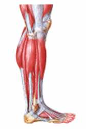 Formação de lactato no músculo: Ao exercitar intensamente o músculo esquelético, necessita de consumo intenso de O 2. A ausência de O 2 leva à formação de lactato intramuscular resultando em câimbras.