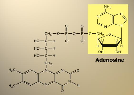 Metabolismo (co-enzimas) FAD + aceptor de elétrons Aceita 2 hidrogênios (prótons e