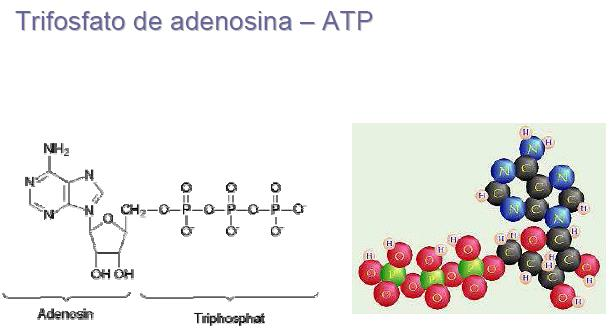 Metabolismo