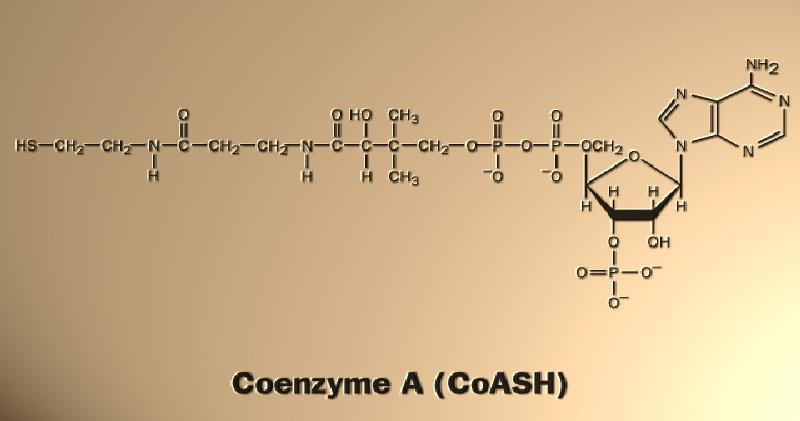 Metabolismo (co-enzimas) b-mercaptoetilamina Ácido pantotênico Adenosina R