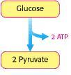 Glicólise/Definição Glycolysis tem a sua origem no Grego em que glyk = Doce + Lysis = Dissolução Na atualidade podemos